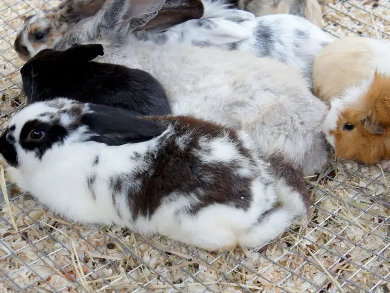 How to Get Your Rabbit to Trust You Tips to Earn Your Rabbit's Trust