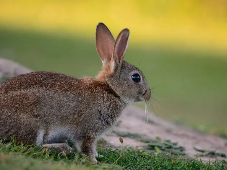 What Keeps Rabbits Away Effective Ways to Get Rid of Rabbits