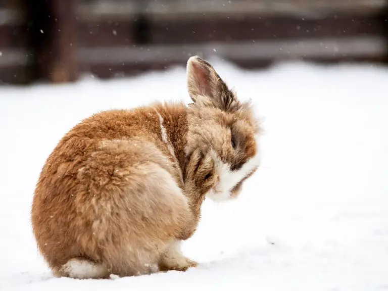 When Do Rabbits Hibernate: Rabbits’ Behavior in Winter