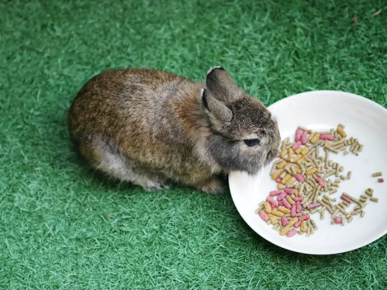 What Are Rabbit Pellets: Ingredients, Types, and Choosing the Right Pellet