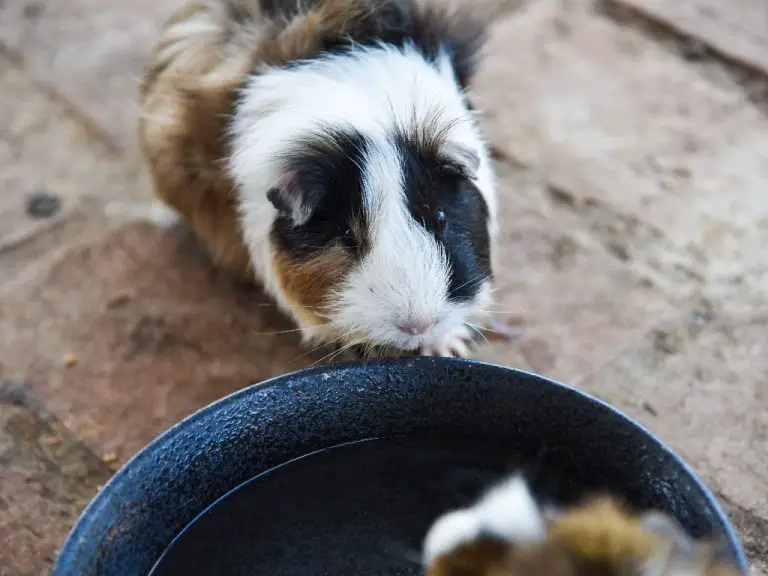 Do Guinea Pigs Like Water: Keeping Your Pet Cavy Safe Around Water