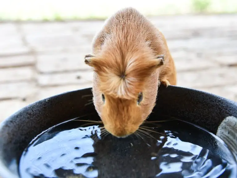 Can Guinea Pigs Drink Out of a Bowl: The Best Container to Meet Your Cavies’ Hydration Need