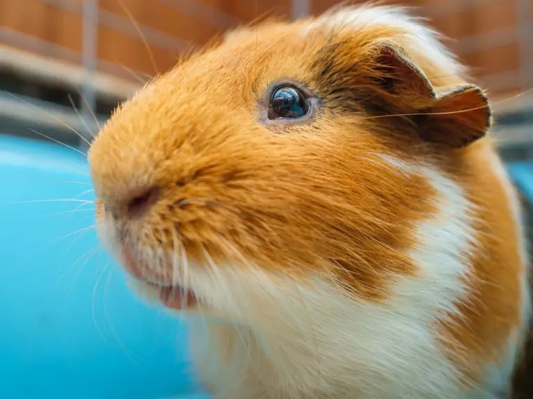 Do Guinea Pigs Run on Wheels: How to Provide Exercise Opportunities to Your Pet Cavy Safely