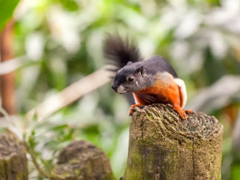 How to Keep Squirrels Out of the Garden: 7 Effective and Easy Ways You Should Try