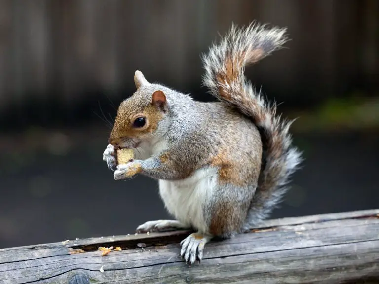 What Food Do Squirrels Eat: A Guide to Safely Feeding Your Squirrel