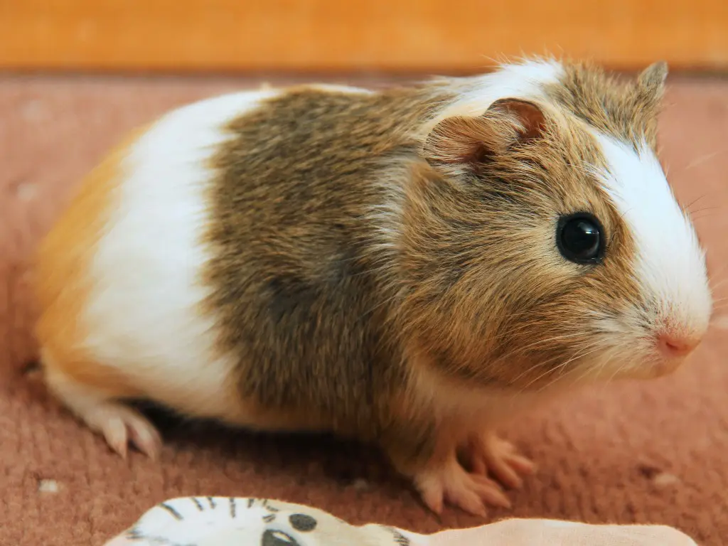 Can Guinea Pigs Be Potty Trained A 6Step Guide to PottyTraining
