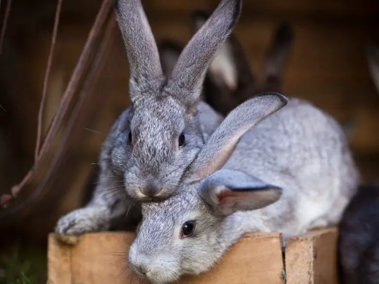 Is Rabbit Poop Bad for Dogs: Keeping Your Dog From Ingesting Rabbit Droppings