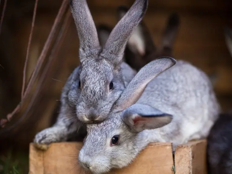 Is Rabbit Poop Bad for Dogs: Keeping Your Dog From Ingesting Rabbit Droppings