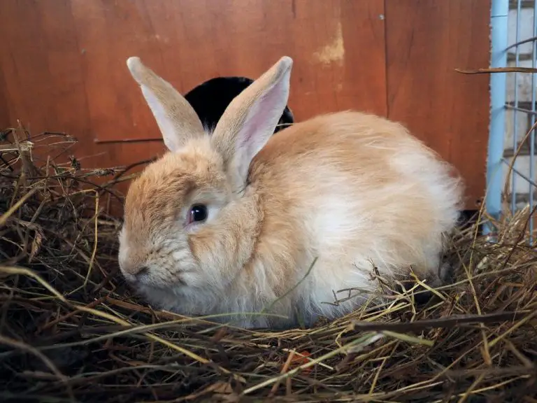 Can Rabbits Eat Microgreens: Safely Feeding Microgreens to Your Rabbit