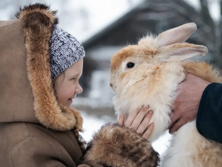Are Rabbits Social Animals: How Rabbits Deal With Companionship