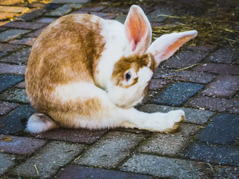 How to Take Care of Rabbit: 5 Things You Should Keep in Mind for a Healthy and Safe Bunny