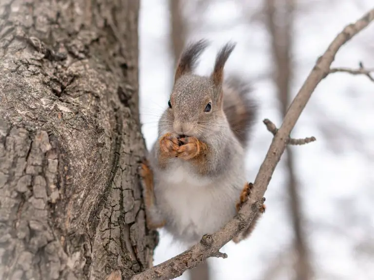 How Do Squirrels Stay Warm in the Winter: The Different Ways Squirrels Survive Winter