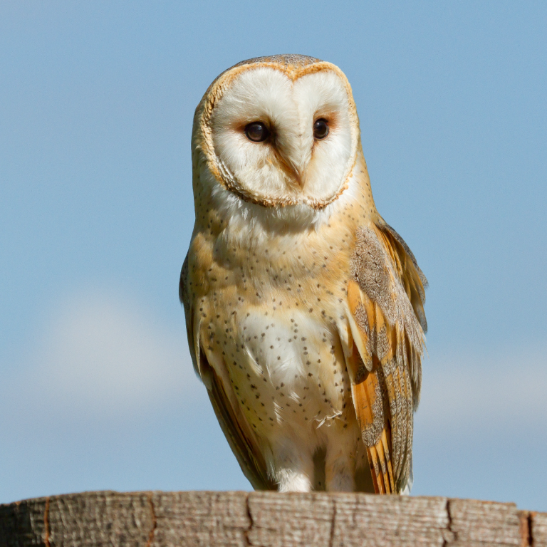 Can Owls Turn Their Heads: The Uncanny Ability of Owls