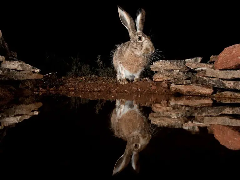 Can Rabbit Swim: Rabbit’s Survival Instincts
