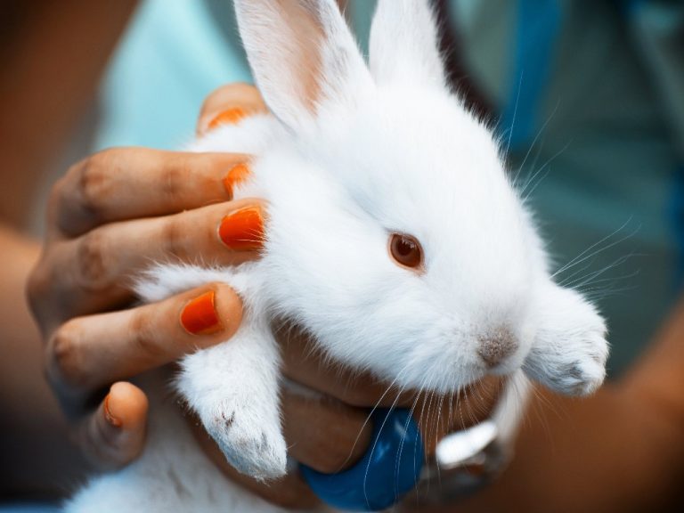 How to Cut Rabbit Nails: Step-by-Step Guide to Maintaining Your Rabbit’s Nails