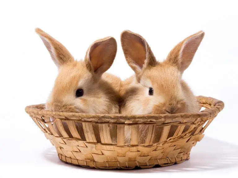 Can Rabbits Change Gender: What You Need to Know About the Sex of Rabbits