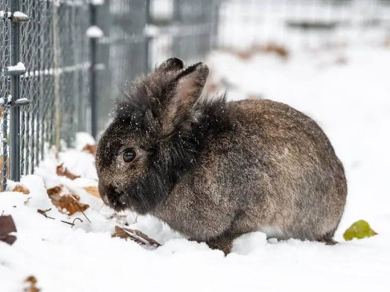 Where Do Rabbits Go in the Winter: Rabbit’s Winter Behavior
