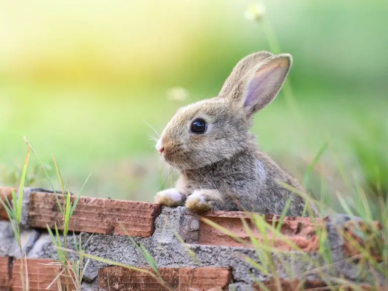 How Rabbit Give Birth: Guidelines and Signs That Your Rabbit Is Pregnant