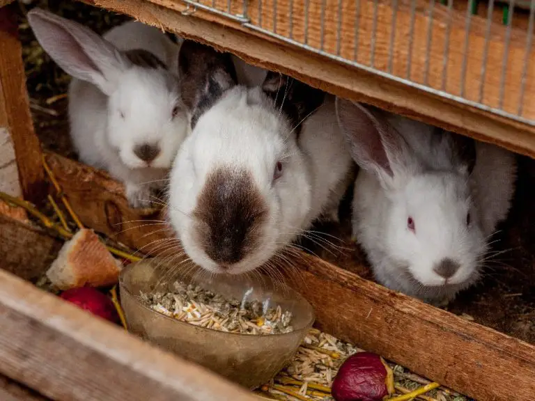 Can Rabbit Eat Rice: Rice’s Impacts on Rabbit’s Health