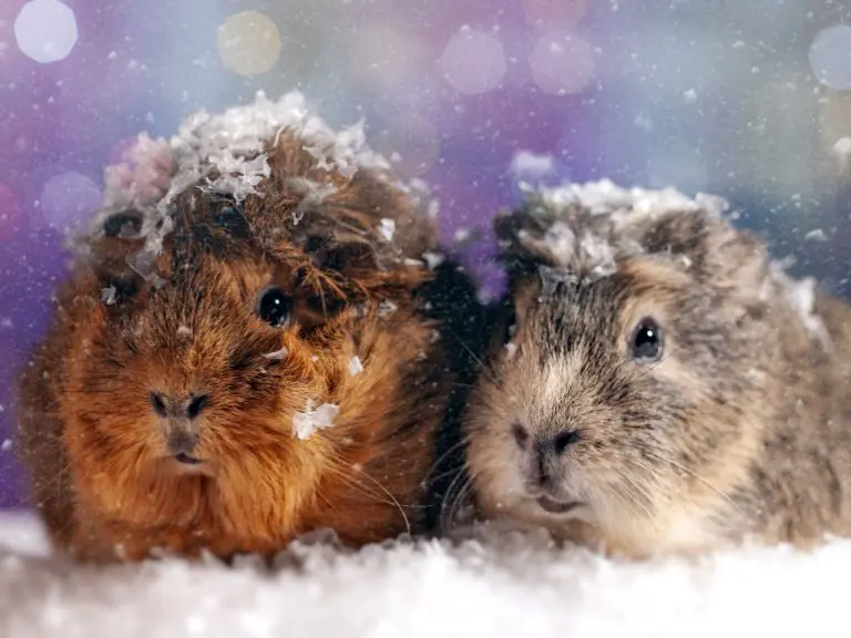 Do Guinea Pigs Get Cold: How Pet Cavies Get Cold and Ways to Keep Them Warm