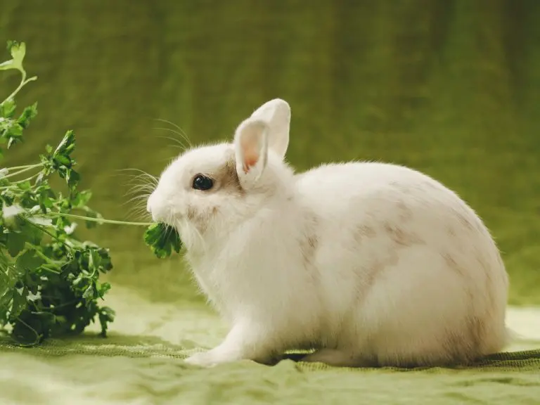 Can a Rabbit Bite Your Finger Off: Dealing With a Rabbit Bite