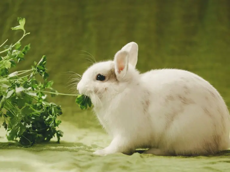 Can Rabbit Eat Zucchini: Zucchini as Part of Your Rabbit’s Diet