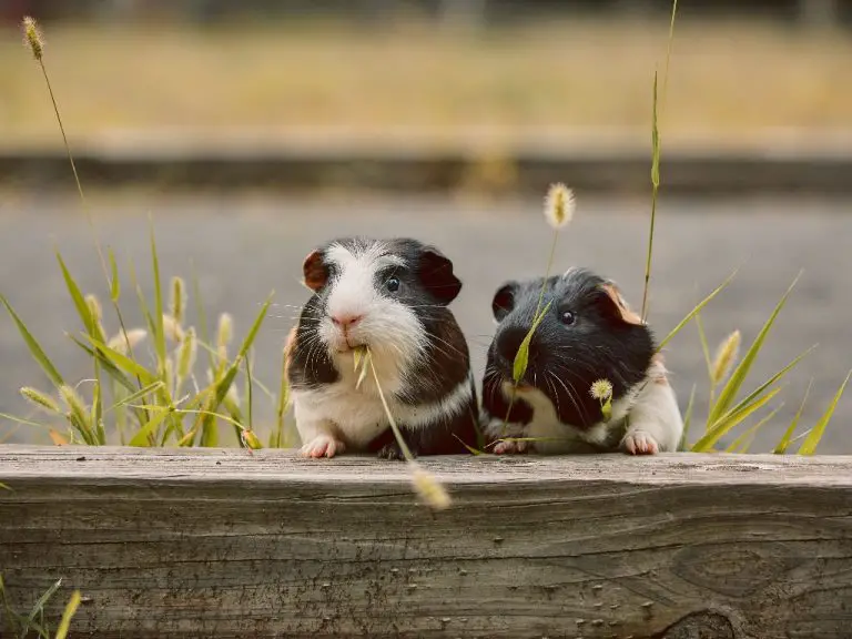 Do Guinea Pigs Get Cold How Pet Cavies Get Cold and Ways to Keep Them