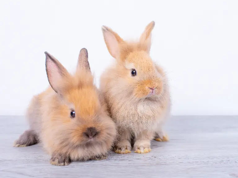 Cute Rabbit Names: Best Name Ideas for Your Rabbit