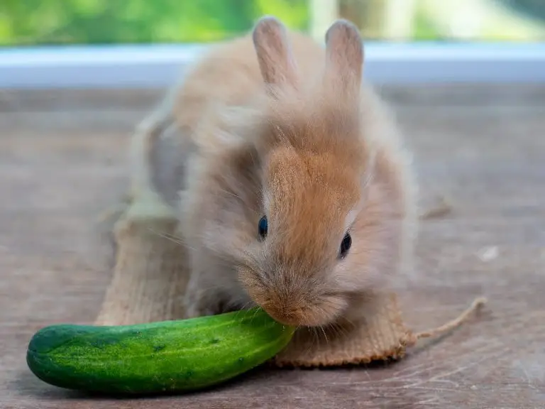 Can Rabbit Eat Cucumber: Cucumber as Part of Rabbit’s Healthy Diet