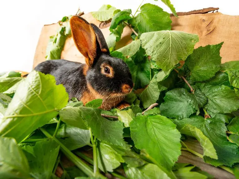 Can Rabbit Eat Spinach Things You Should Know in Feeding This