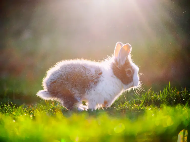 Rabbit: Facts You Should Know About Rabbits
