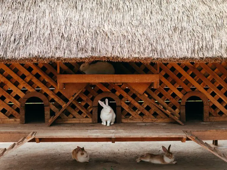 Can Rabbits Live Indoors: A Guide to Safely Keeping Your Rabbit Inside Your Home