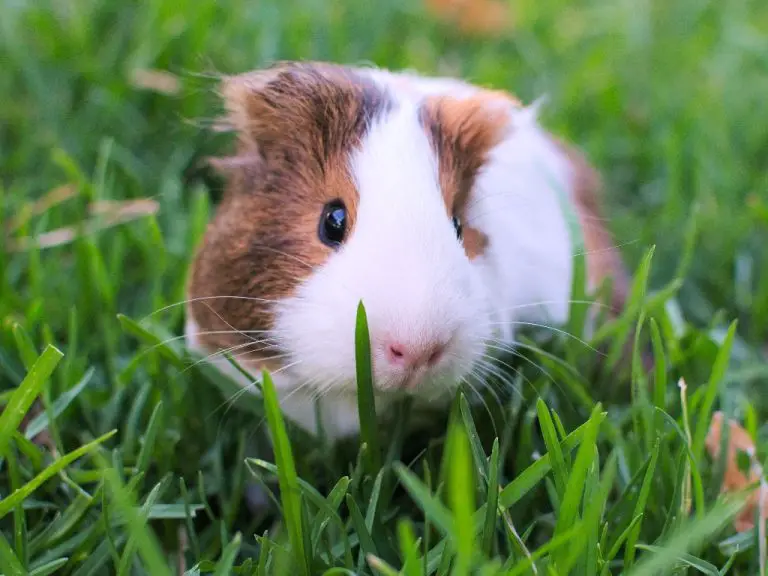When Guinea Pigs Squeak What Does It Mean: Understanding the Noises Guinea Pigs Make