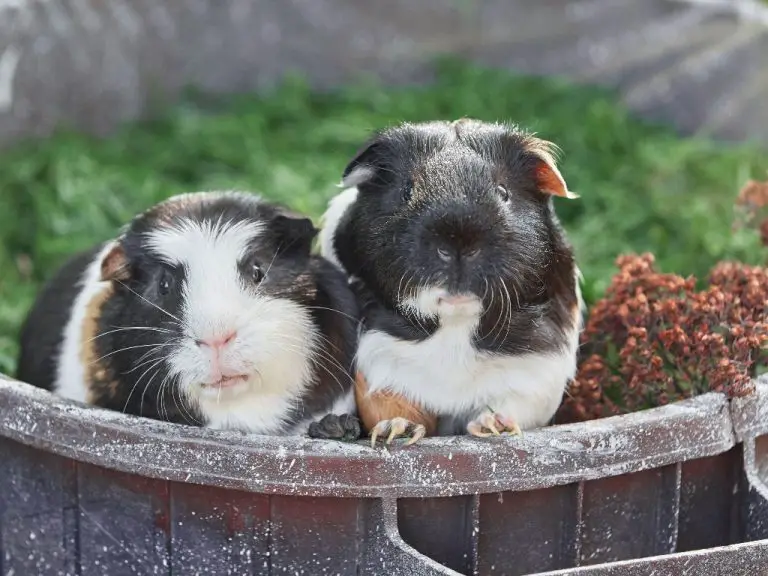 Can Guinea Pigs Have Broccoli: Adding Broccoli to Your Guinea Pig’s Diet and Its Potential Hazards