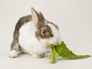 Can Rabbit Eat Spinach: Things You Should Know in Feeding This
