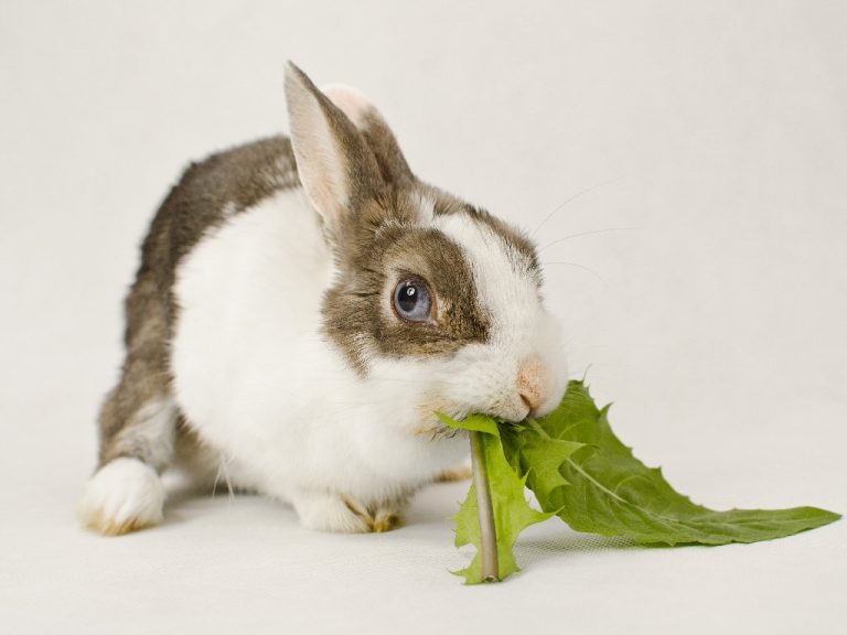 Can Rabbit Eat Spinach: Things You Should Know in Feeding This Vegetable