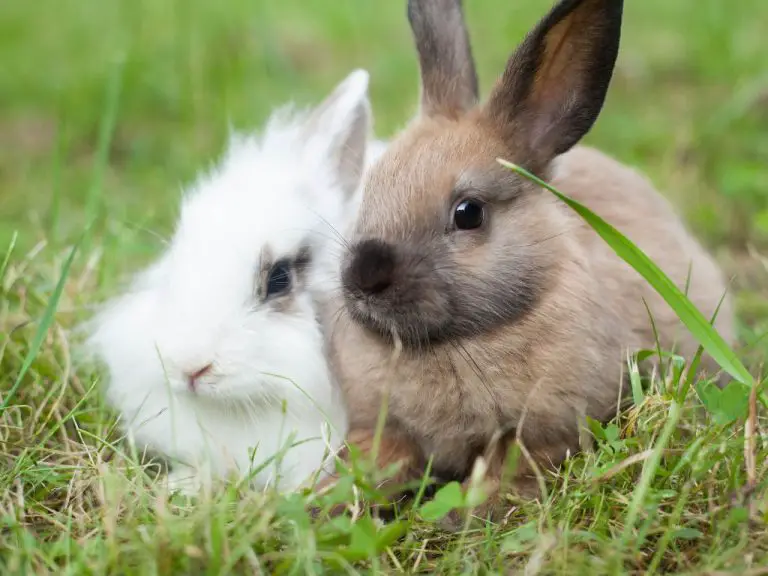 Can Rabbit and Hare Breed: What You Need to Know About the Reproduction of These Animals