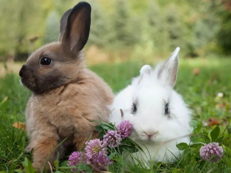 How to Tell a Male Rabbit From a Female Rabbit: Identifying the Sex of Your Pet Rabbits
