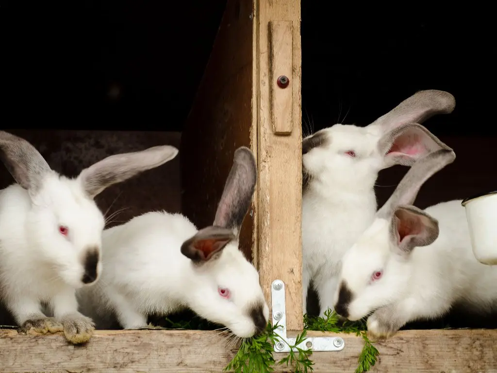 When Is Rabbit Mating Season