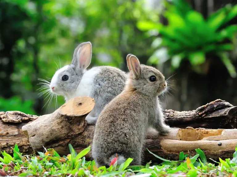 Rabbit Life Expectancy: Tips to Prolong Your Rabbit’s Life