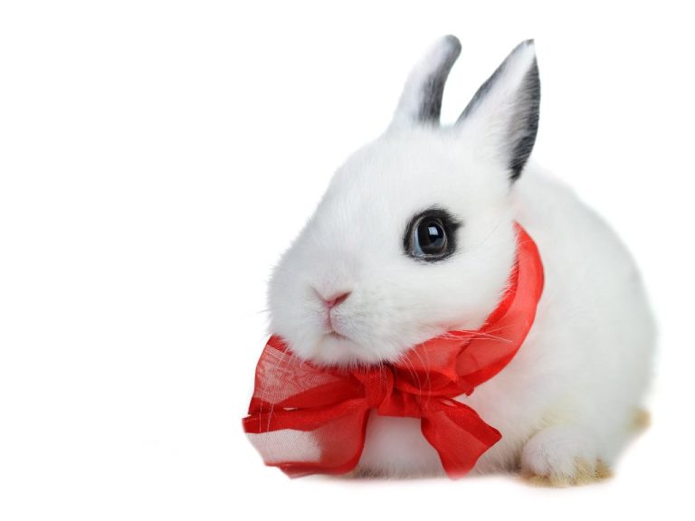 Can Rabbits Wear Clothes: 3 Considerations Before Dressing Your Bunny