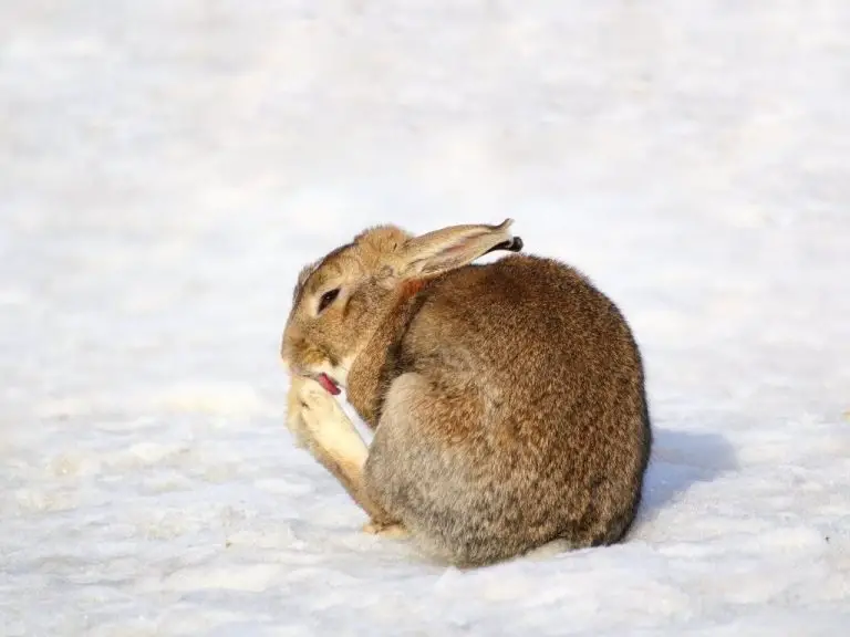 Can Rabbit Take a Bath: How Rabbits Keep Themselves Clean