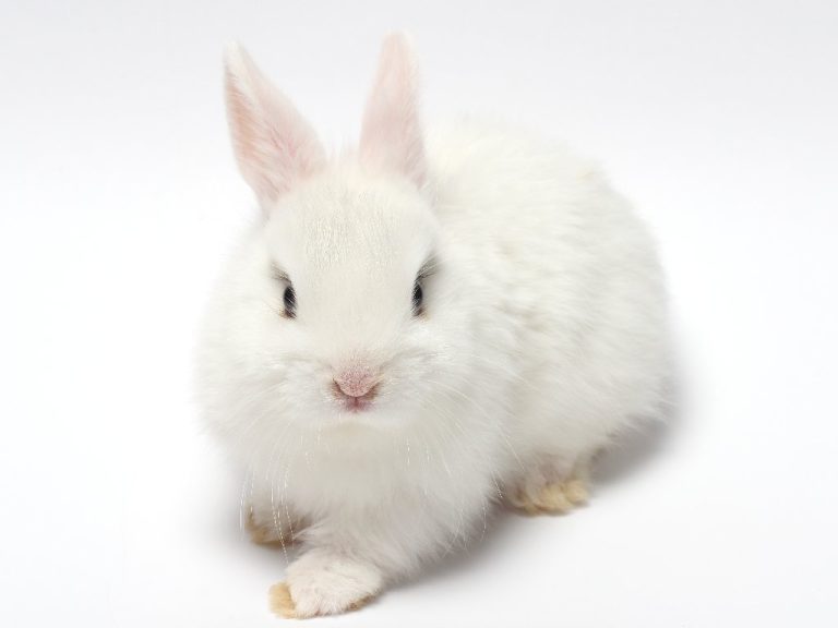 Can Rabbits Wear Diapers: The Proper Use of Diapers and Its Dangers