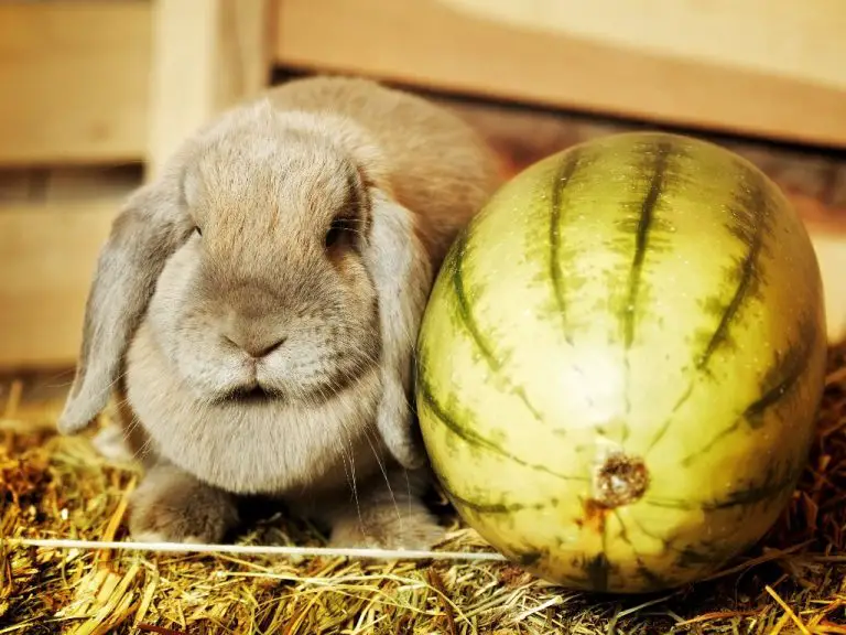 Can Rabbit Eat Watermelon: A Guide to Safely Feeding This Fruit to Your Pet Bunny