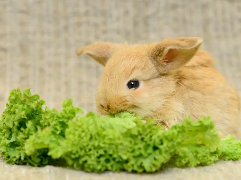 Are Rabbits Omnivores: Providing Your Rabbit the Correct Diet