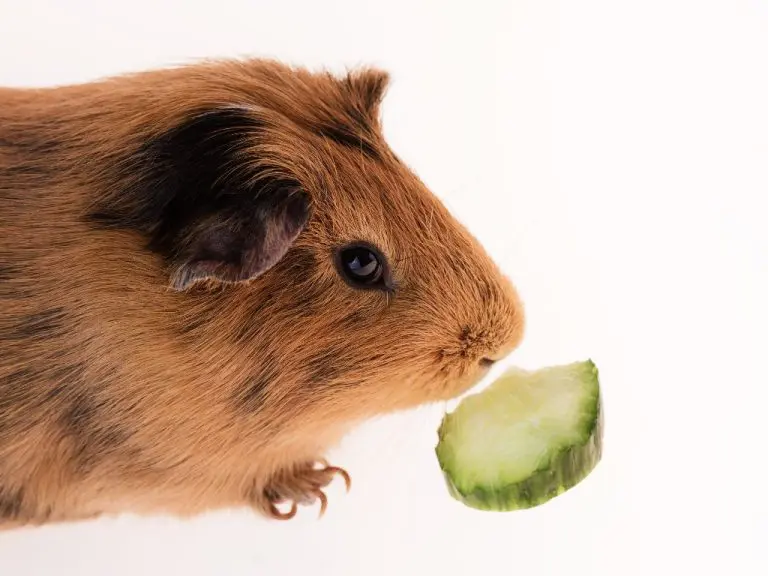 Can Guinea Pigs Have Cucumbers: The Benefits and Risks of Feeding Your Pet Cavies Cucumbers