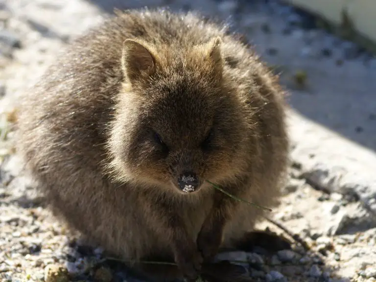 Are Quokkas Dangerous: Things You Need to Know About Quokkas