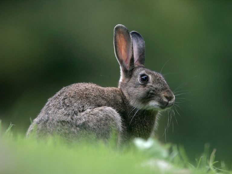 Rabbit vs. Jackrabbit: An Overview of Two Different Species