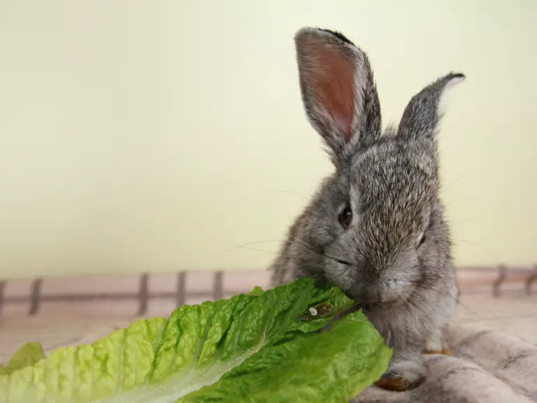 Can Rabbits Eat Romaine Lettuce: Are Lettuces Completely Safe?