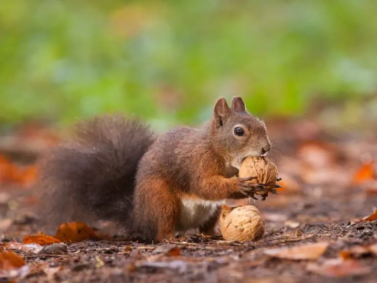 Squirrel Versus Chipmunk The Key Similarities and Differences